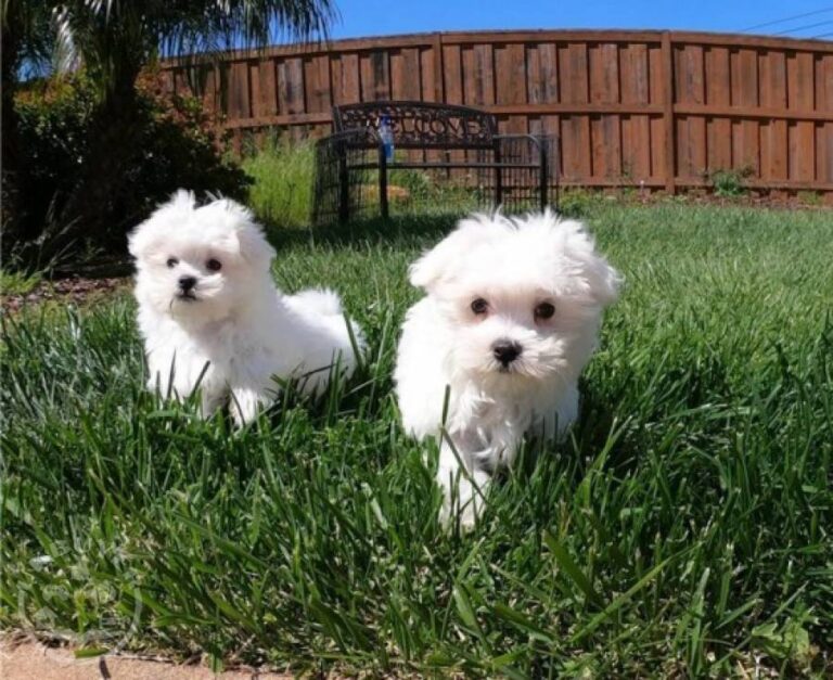 N1 (#ID:3061-3060-medium_large)  Maltese Puppies For Sale.whatsapp me at: +447418348600  of the category Pets & Animals and which is in Armagh, Unspecified, 00000, with unique id - Summary of images, photos, photographs, frames and visual media corresponding to the classified ad #ID:3061