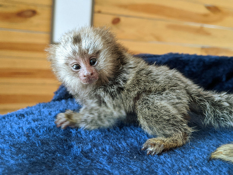 N1 (#ID:3033-3031-medium_large)  Pygmy Marmoset Monkey.whatsapp me at: +447418348600 of the category Pets & Animals and which is in St Asaph, Unspecified, 000, with unique id - Summary of images, photos, photographs, frames and visual media corresponding to the classified ad #ID:3033