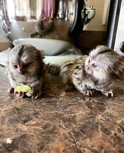 N1 (#ID:3030-3028-medium_large)  Marmoset Monkeys for sale …whatsapp me at: +447418348600 of the category Pets & Animals and which is in Londonderry, Unspecified, 0000, with unique id - Summary of images, photos, photographs, frames and visual media corresponding to the classified ad #ID:3030