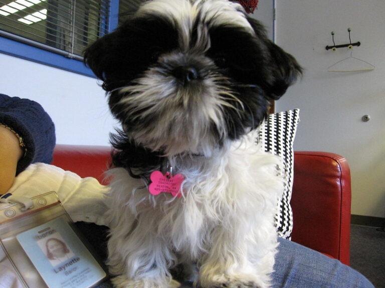 N1 (#ID:3056-3054-medium_large)  Adorable Shih Tzu Puppy's…whatsapp me at: +447418348600 of the category Pets & Animals and which is in Cambridge, Unspecified, 00000, with unique id - Summary of images, photos, photographs, frames and visual media corresponding to the classified ad #ID:3056