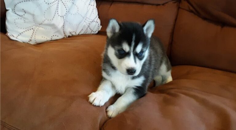 N1 (#ID:3053-3052-medium_large)  Gorgeous Siberian Husky Puppies ..whatsapp me at: +447418348600 of the category Pets & Animals and which is in Newry, Unspecified, 0000, with unique id - Summary of images, photos, photographs, frames and visual media corresponding to the classified ad #ID:3053