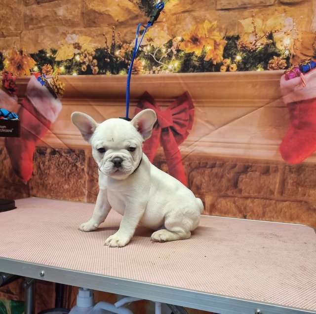 N3 (#ID:3143-3142-medium_large)  Loyalty French bulldog puppies for sale of the category Pets & Animals and which is in Edinburgh, new, 600, with unique id - Summary of images, photos, photographs, frames and visual media corresponding to the classified ad #ID:3143