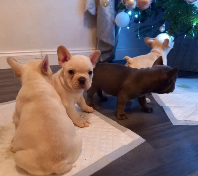 N1 (#ID:3143-3140-medium_large)  Loyalty French bulldog puppies for sale of the category Pets & Animals and which is in Edinburgh, new, 600, with unique id - Summary of images, photos, photographs, frames and visual media corresponding to the classified ad #ID:3143
