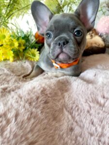 Quality French Bulldog Puppies for New homes