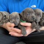 Blue Staffordshire bull terrier puppies Now Ready - York