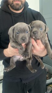 Blue Staffordshire bull terrier puppies Now Ready