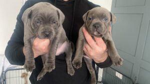 Blue Staffordshire bull terrier puppies Now Ready