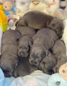 Blue) Staff puppies for sale