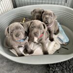 Staffordshire bull terrier puppies With Mum and Dad - Dundee