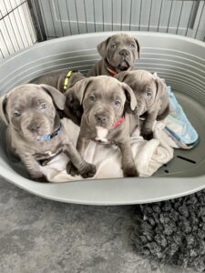Staffordshire bull terrier puppies With Mum and Dad