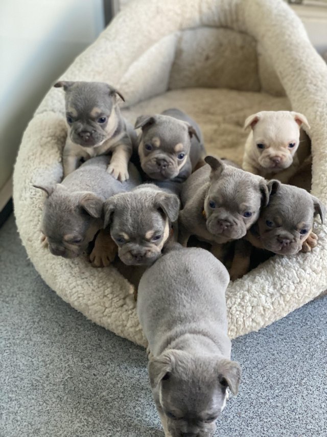 N1 (#ID:3207-3205-medium_large)  kc registered English Bulldog puppies of the category Pets & Animals and which is in Nottingham, new, 600, with unique id - Summary of images, photos, photographs, frames and visual media corresponding to the classified ad #ID:3207