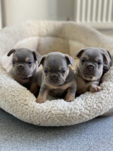 kc registered English Bulldog puppies