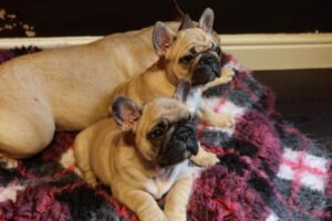 Blue French Bulldogs for Rehoming