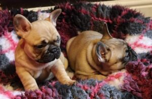 Blue French Bulldogs for Rehoming