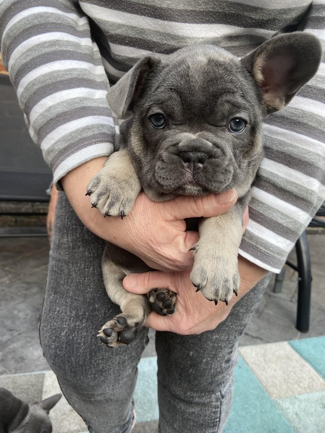 N3 (#ID:3215-3214-medium_large)  Adorable French Bulldog Puppies of the category Pets & Animals and which is in Wells, new, 600, with unique id - Summary of images, photos, photographs, frames and visual media corresponding to the classified ad #ID:3215
