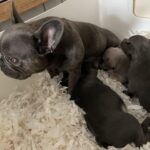 French Bulldog puppies with Mum and Dad - Bristol