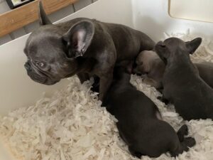 French Bulldog puppies with Mum and Dad