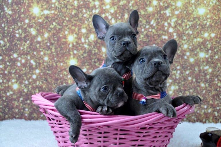 N1 (#ID:3158-3156-medium_large)  French bulldog puppies for sale of the category Pets & Animals and which is in Birmingham, new, 600, with unique id - Summary of images, photos, photographs, frames and visual media corresponding to the classified ad #ID:3158