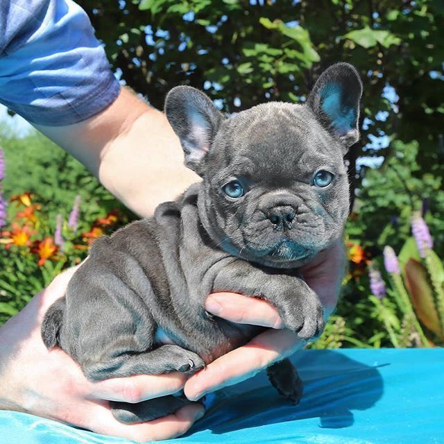 N1 (#ID:3160-3159-medium_large)  French bulldog puppies for sale of the category Pets & Animals and which is in Bradford, new, 600, with unique id - Summary of images, photos, photographs, frames and visual media corresponding to the classified ad #ID:3160