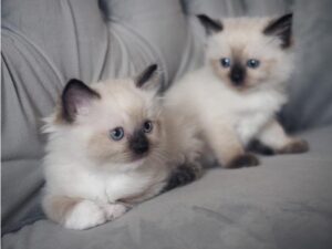 Quality Ragdoll kittens for Re-homing