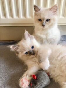 Quality Ragdoll kittens for Re-homing