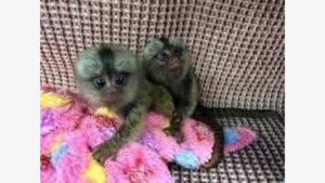 Adorable and playful Marmoset monkey.