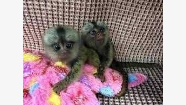 N1 (#ID:3175-3174-medium_large)  Adorable and playful Marmoset monkey. of the category Pets & Animals and which is in Edinburgh, Unspecified, 800, with unique id - Summary of images, photos, photographs, frames and visual media corresponding to the classified ad #ID:3175