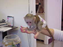 Lovely and well trained Capuchin  monkey.