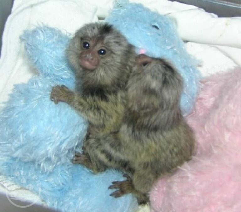 N1 (#ID:3177-3176-medium_large)  Adorable and playful Marmoset monkey. of the category Pets & Animals and which is in Swansea, Unspecified, 800, with unique id - Summary of images, photos, photographs, frames and visual media corresponding to the classified ad #ID:3177