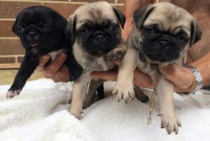 Pug Puppies Now Ready