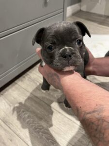 Kc Registered French Bulldog Puppies for New homes