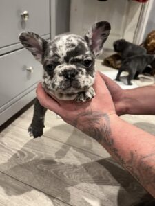 Kc Registered French Bulldog Puppies for New homes