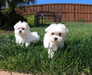 Outstanding Maltese puppies