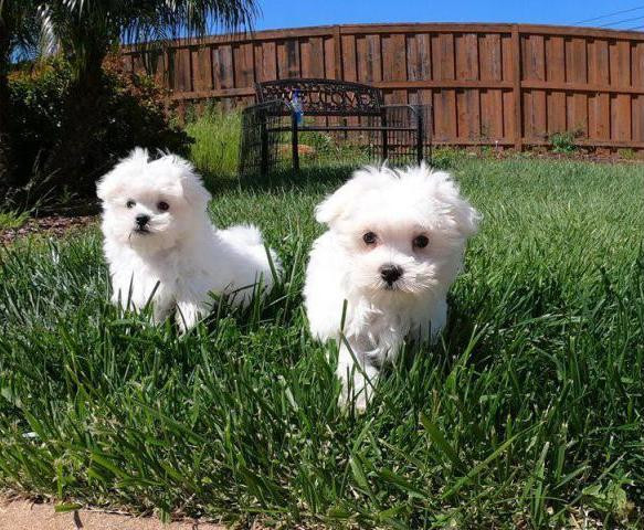 N1 (#ID:3273-3272-medium_large)  Outstanding Maltese puppies of the category Pets & Animals and which is in Bradford, new, , with unique id - Summary of images, photos, photographs, frames and visual media corresponding to the classified ad #ID:3273