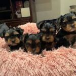Yorkshire terrier puppies - Canterbury