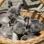 Fantastic French bulldog puppies for sale - Bath
