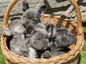 Fantastic French bulldog puppies for sale