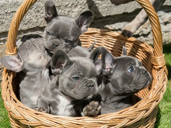 N1 (#ID:3275-3274-medium_large)  Fantastic French bulldog puppies for sale of the category Pets & Animals and which is in Bath, new, , with unique id - Summary of images, photos, photographs, frames and visual media corresponding to the classified ad #ID:3275