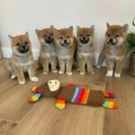 Adorable Shiba Inu Puppies - Brighton and Hove