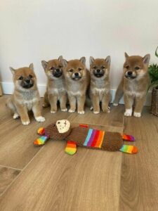 Adorable Shiba Inu Puppies