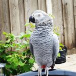 African grey parrot - Bradford