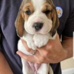 KC Registered Beagle Pups for sale - Truro