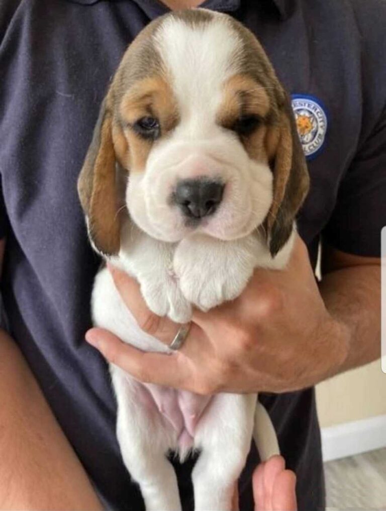 N1 (#ID:3314-3312-medium_large)  KC Registered Beagle Pups for sale of the category Pets & Animals and which is in Truro, Unspecified, 800, with unique id - Summary of images, photos, photographs, frames and visual media corresponding to the classified ad #ID:3314