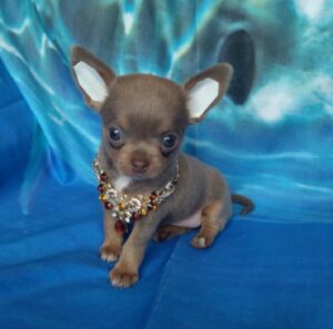 male and female chihuahua puppies for sale