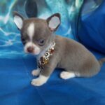 male and female chihuahua puppies for sale - Carlisle
