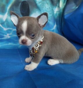 male and female chihuahua puppies for sale