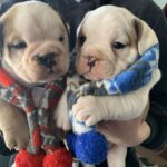 purebred english bulldog puppies for sale - Bristol