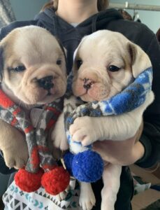 purebred english bulldog puppies for sale