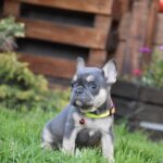 precious french bulldog puppies for sale - Gloucester