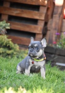 precious french bulldog puppies for sale